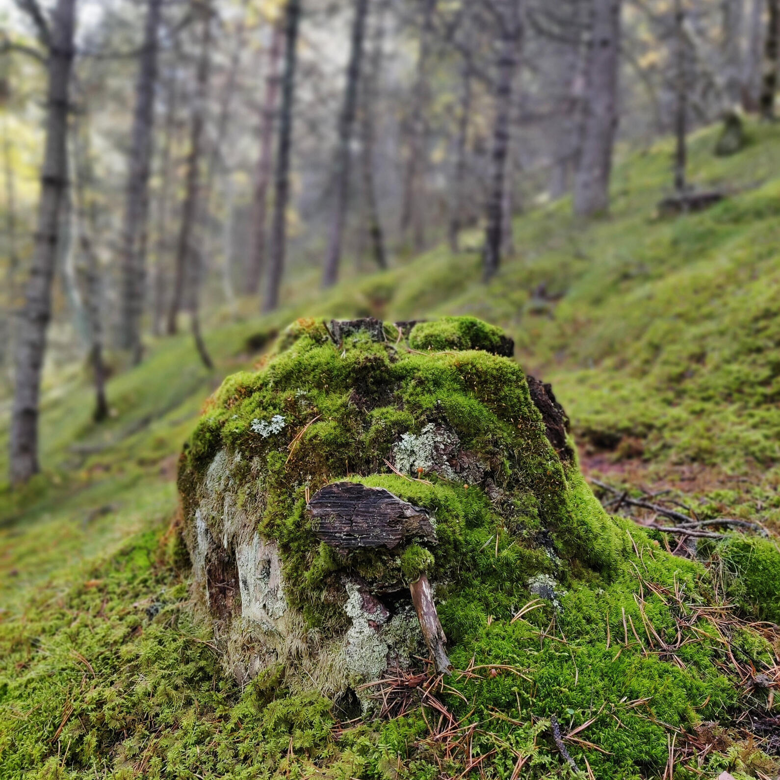 Nuestro itinerario está cuidadosamente planificado para ofrecerte una aventura inolvidable. Desde rutas de senderismo hasta visitas culturales, cada día está lleno de actividades emocionantes que te permitirán explorar y disfrutar de los paisajes montañoso